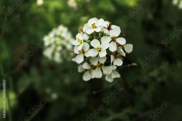Obraz Fleurs blanches 2
