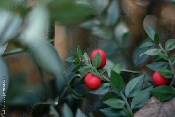 Fototapeta Houx pale 3