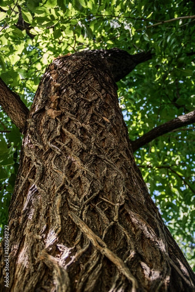 Fototapeta Ecorce d'arbre 
