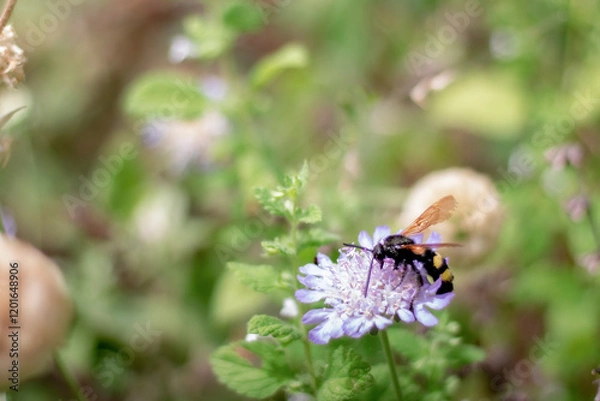 Obraz Insecte sur fleur rose