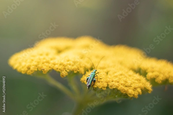 Fototapeta Insecte vert sur fleur jaune
