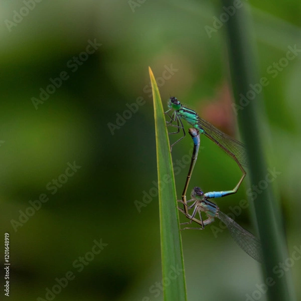 Fototapeta Accouplement libellule bleu et verte 
