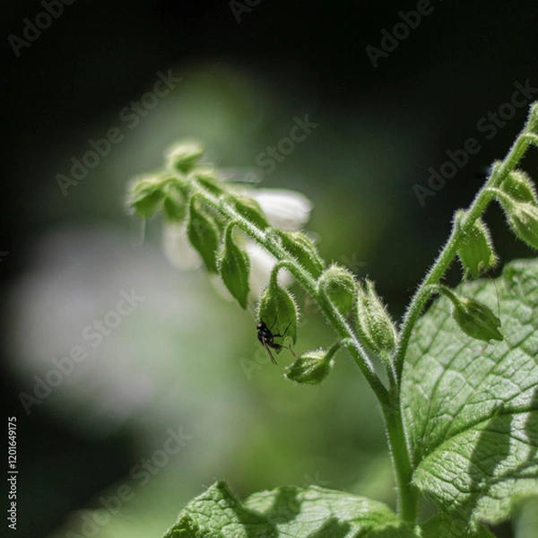 Obraz Insecte sur fleur blanche 