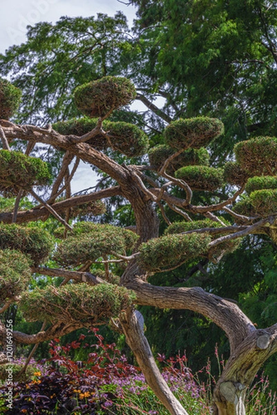 Fototapeta Arbre tailler 
