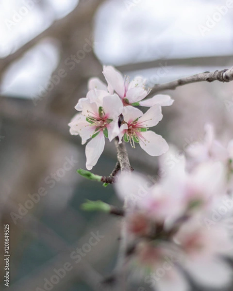 Fototapeta Fleurs de amandier 6