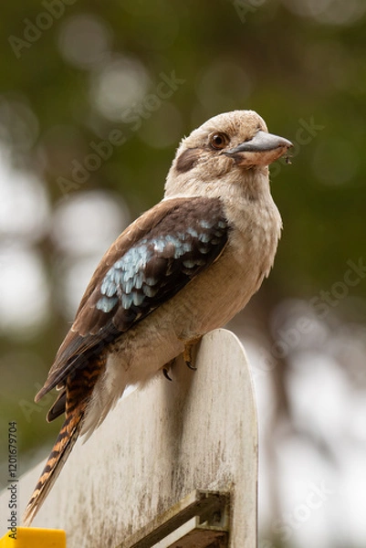 Fototapeta Kookaburra