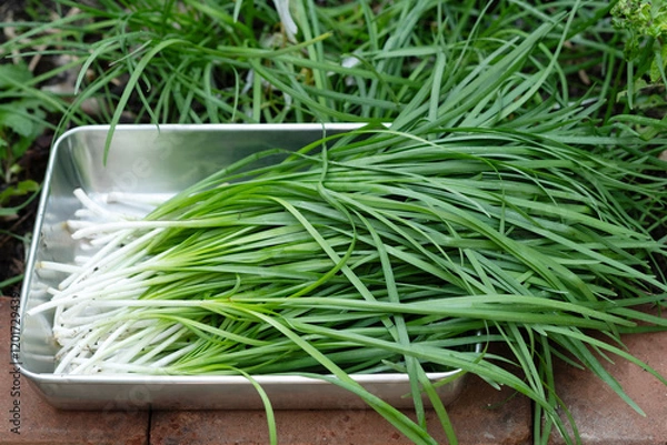 Obraz Chinese chives in the organic vegetable garden. Harvesting Chinese chives to make desserts.