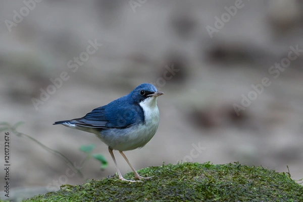 Obraz Blue Robin