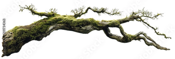 Fototapeta weathered tree branch, covered in patches of vibrant green moss, isolated on transparent background.