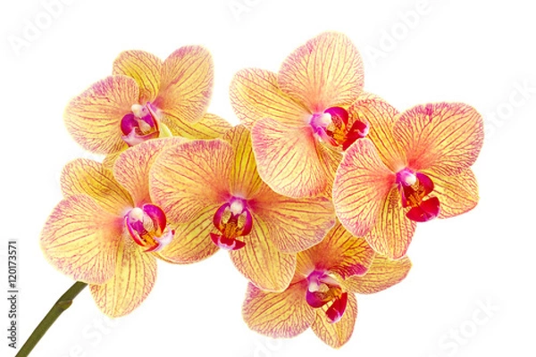 Obraz Oddział Blossom Phalaenopsis Orchid