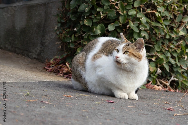 Fototapeta 自然公園の路上で近くに来た人を警戒して見上げる野良猫