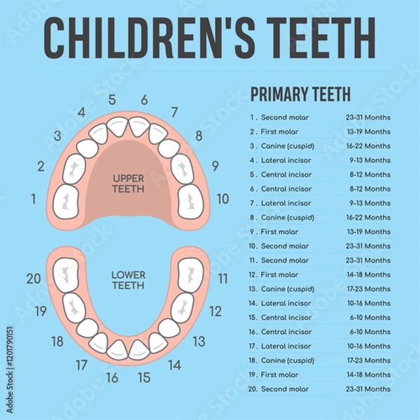 Obraz detskeA clear infographic showing the development of children's teeth, including the upper and lower teeth, indicating the types of teeth and the age periods of their growth._zuby_infografika-2