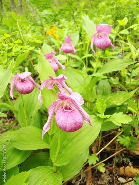 Obraz Pink Lady's Slippers