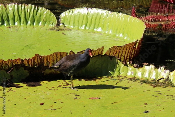 Obraz Riesen-Seerose mit Vogel