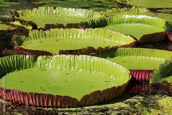 Obraz Riesen-Seerosenblätter