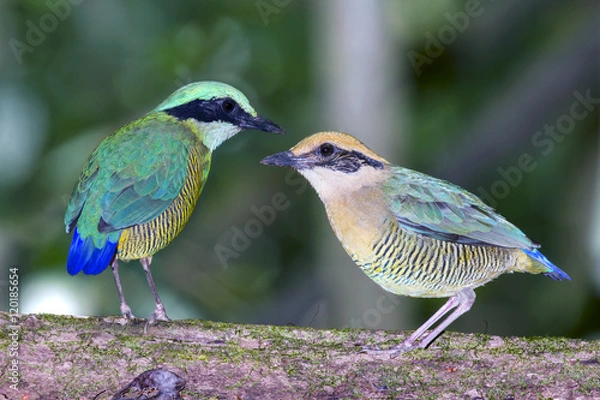 Obraz A couple of Bar-bellied Pitta bird, one of endangered species today, it can be found only in Vietnam national park. This photo was taken in Nam Cat Tien national park.