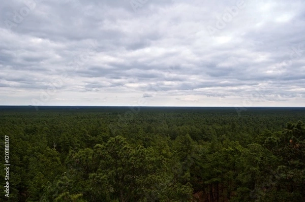 Obraz View from above the Pine Barrens Forest 
