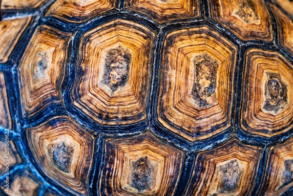 Obraz A close up of a turtle's shell, with a brown and black pattern. The shell is textured and has a unique design, making it stand out. Scene is one of curiosity