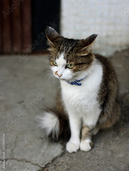 Fototapeta The cat on the sidewalk