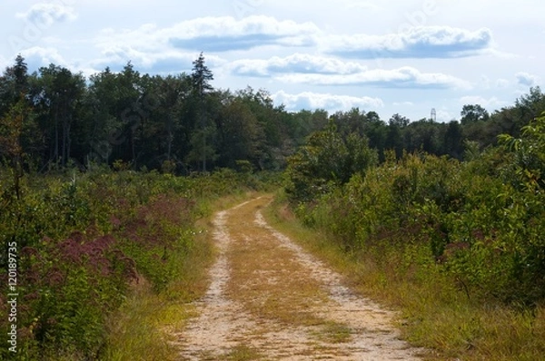 Obraz Trail in the woods of the Pine Barrens