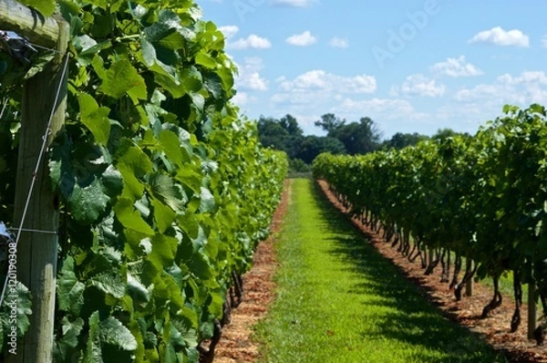Obraz Gorgeous walk in a vineyard