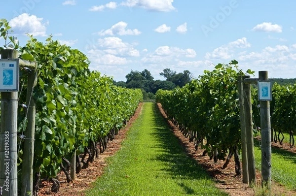 Obraz Gorgeous walk in a vineyard