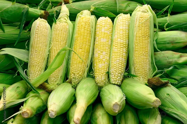 Fototapeta corn arrangement 1
