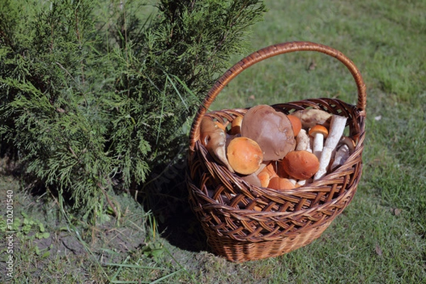Obraz Basket with mushrooms