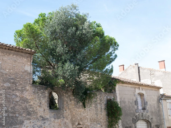 Obraz Arbre au dessus d'un mur de pierre