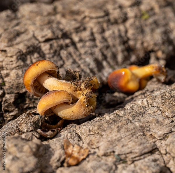 Obraz Wild Enoki Mushrooms