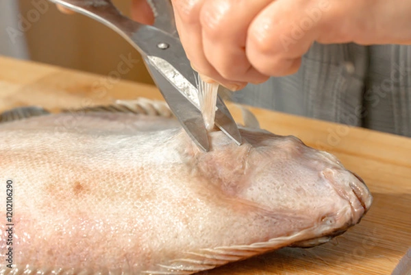 Fototapeta Chef uses scissors to cut out a fin from a fresh flounder