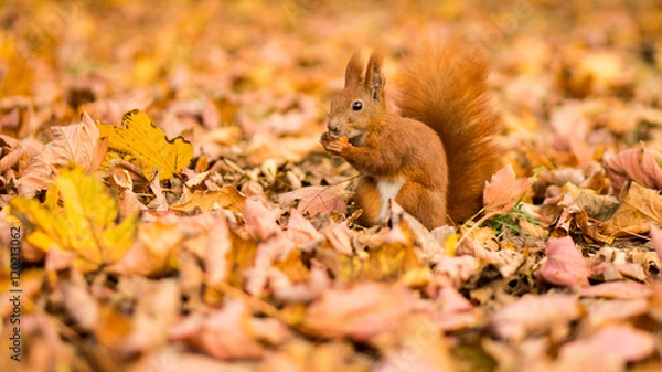 Fototapeta Closeup of squirrel in leaves during autumn