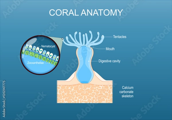 Fototapeta Coral anatomy. Cross section and structure of a polyp.