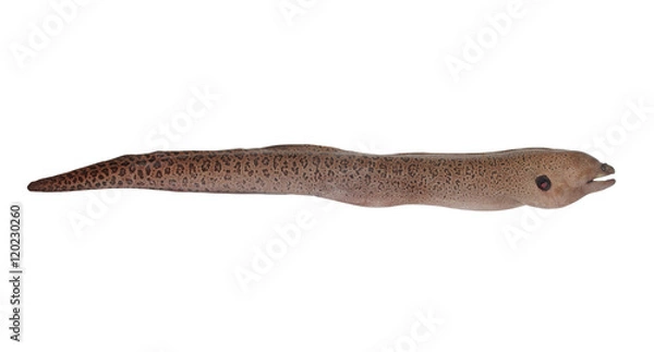 Obraz Moray eel fish isolated on white background