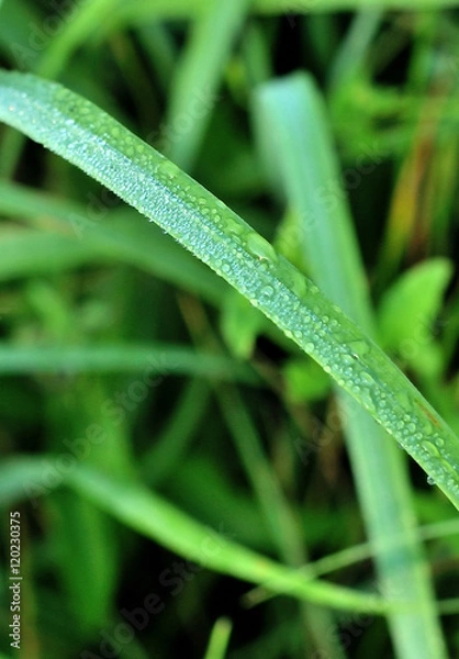Fototapeta fresh green grass with water drops