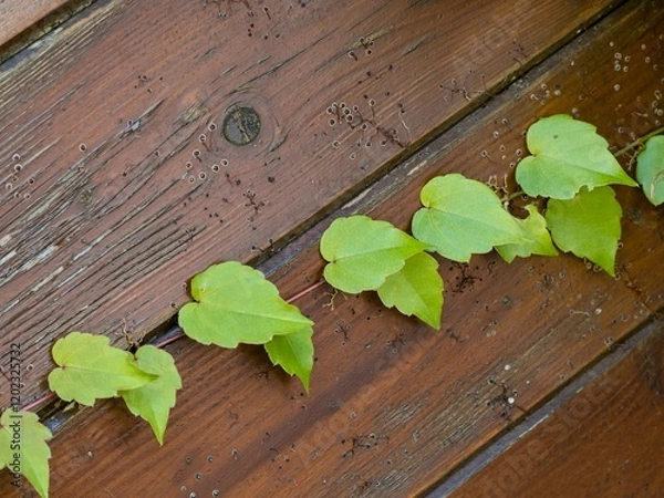 Fototapeta The shoot of Boston ivy (Parthenocissus tricuspidata) with three-lobed leaves is firmly attached to a wooden fence., Close up.