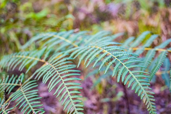 Fototapeta 山頂の植物(タイ)