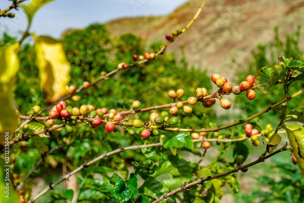 Fototapeta A bunch of green leaves with red berries hanging from them