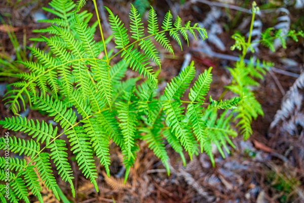 Fototapeta 山頂の植物(タイ)