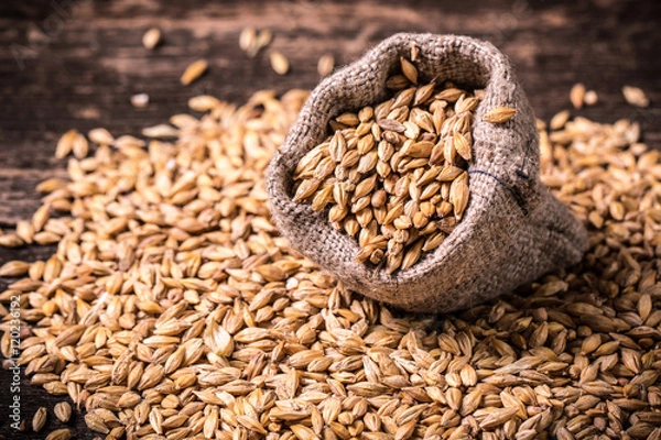 Obraz barley and hops on wooden table , beer