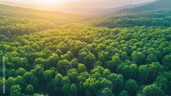 Obraz Golden Hour Forest: An Aerial View of Lush Green Canopy