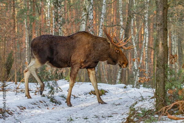 Obraz Łoś, moose, elk (Alces alces)