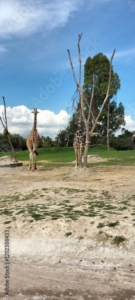 Obraz tree in the desert
