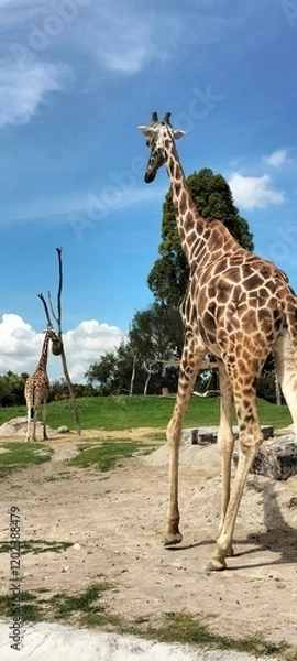 Obraz giraffe in the wild