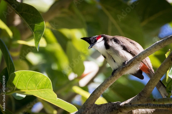 Obraz Mauritius red whiskered bulbul