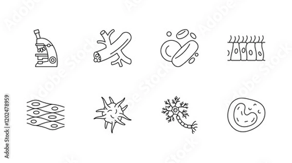 Obraz Biological Cell - blood vessel, Red Blood Cell,Nerve Cell,Vein,White Blood Cell. Microscope. Immune System, Cardiovascular System. Linear illustration, editable strokes