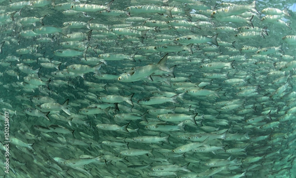 Obraz Mullet swimming in ocean