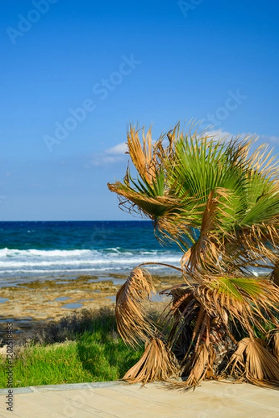Fototapeta Palm Tree Close-Up with Sea in Background