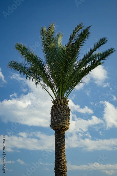 Fototapeta Towering Palm Tree under a Bright Sky