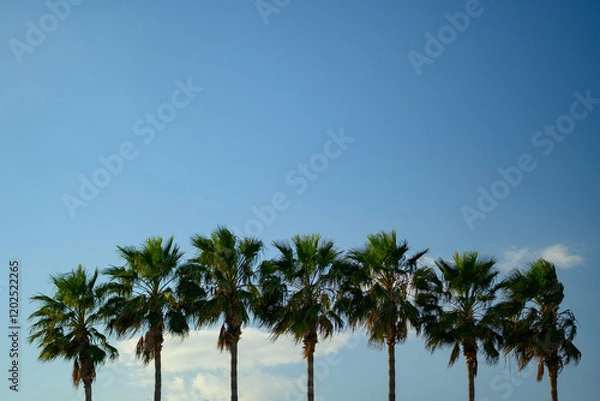 Fototapeta Row of Palm Trees against Clear Blue Sky